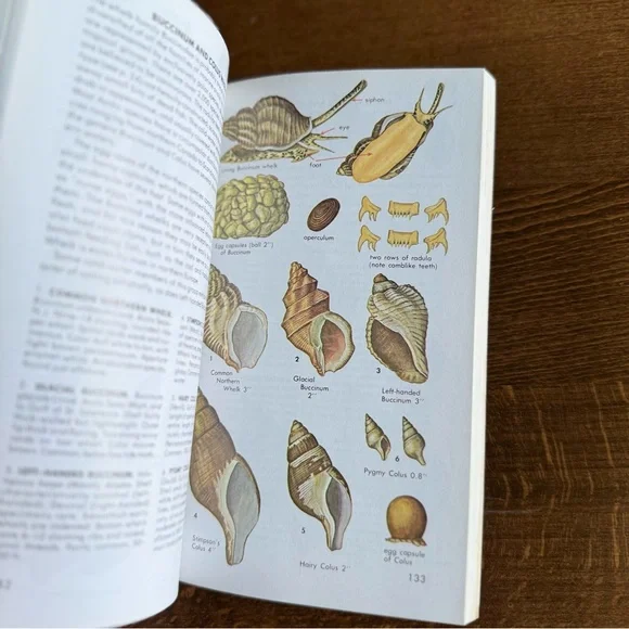 Seashells of North America A Guide to Field Identification - Picture 11 of 11